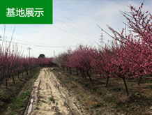 浙江长兴红梅树种植基地